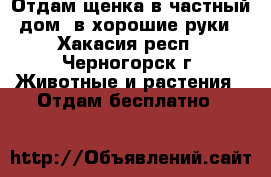 Отдам щенка в частный дом, в хорошие руки - Хакасия респ., Черногорск г. Животные и растения » Отдам бесплатно   